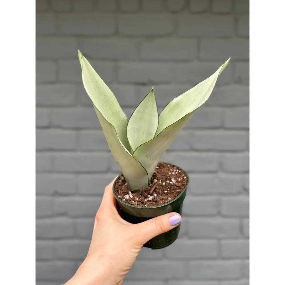 Snake Plant